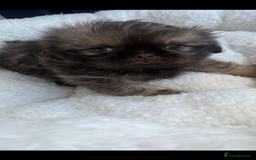 Shih Tzu dogs for sale: 1 beautiful little boy  - Image 6