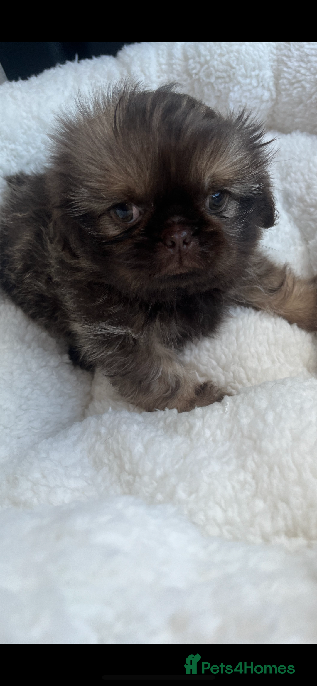 Shih Tzu dogs for sale: 1 beautiful little boy  - Image 6