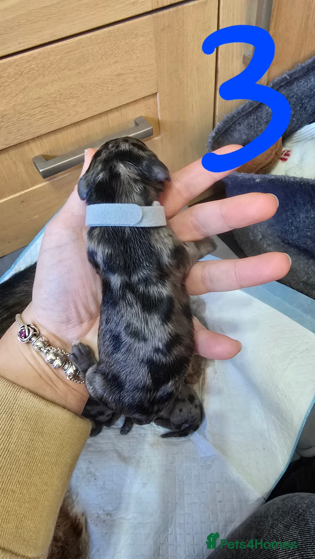 Dachshund dogs for sale: 4 beautiful dachshund puppies  - Advert 4