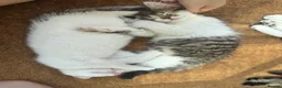 Mixed Breed cats for sale: Fluffy white and tabby super friendly kittens  in Rugby - Advert 18