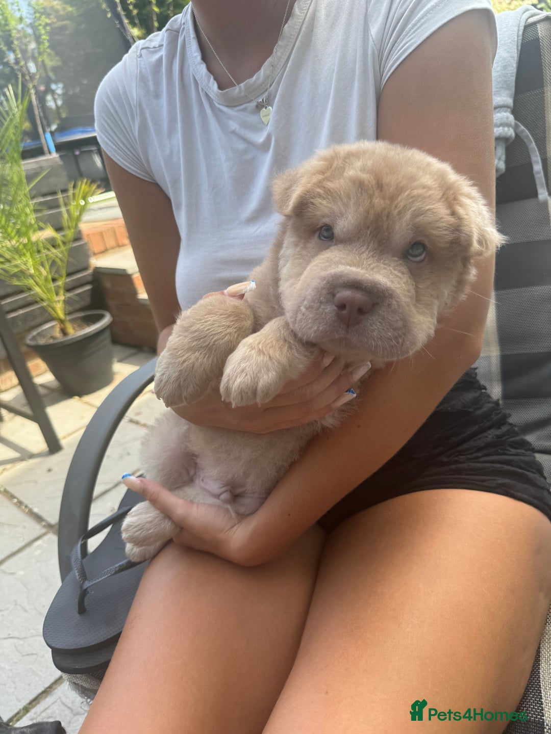 Shar Pei dogs for sale: STUNNING QUALITY PUREBRED SHAR PEI PUPS - Image 7