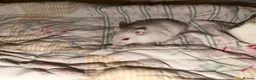 Hamster rodents for sale: Trained Russian dwarf hamster & enclosure. F. 2mo in Princes Risborough - Advert 3