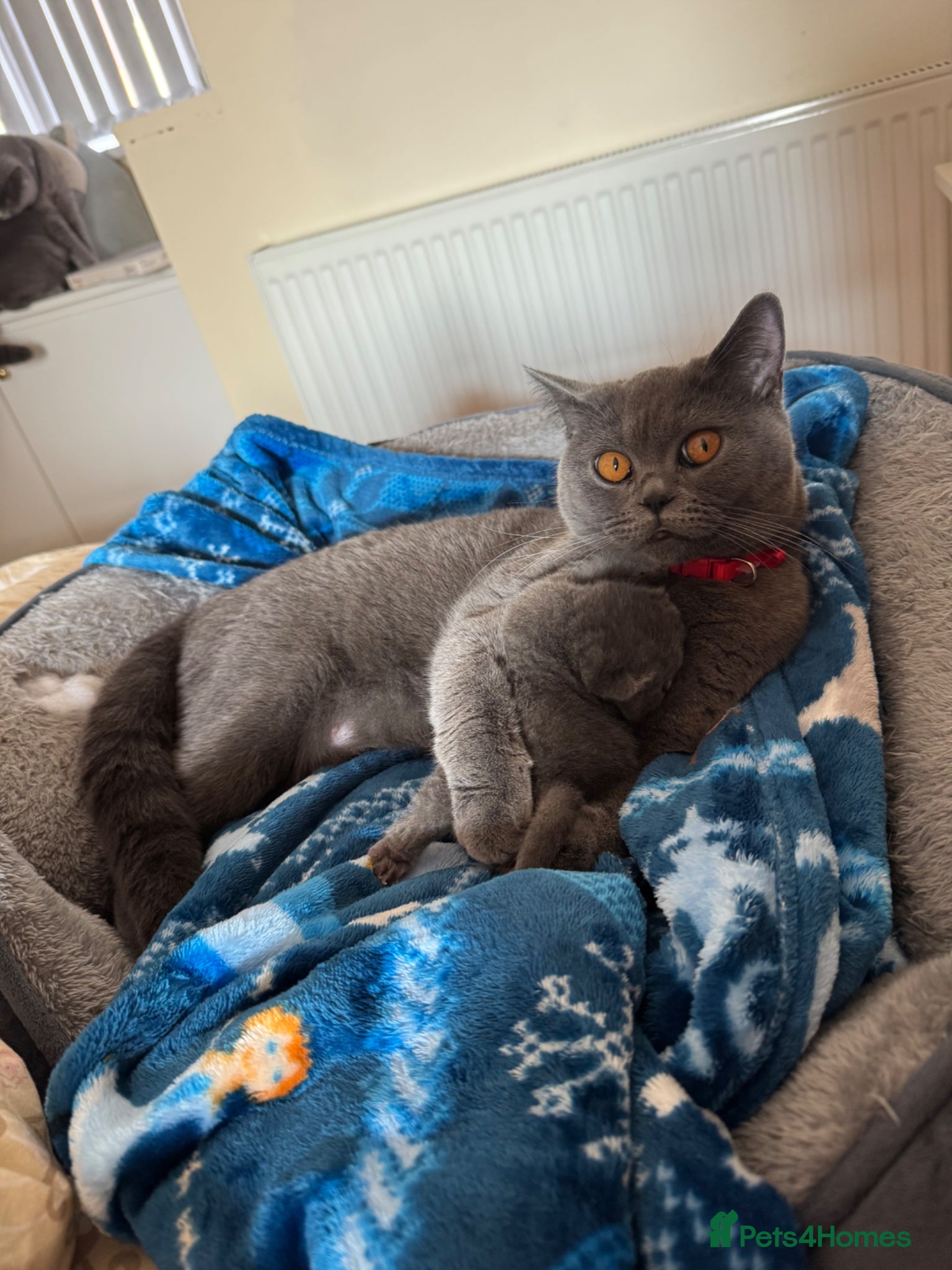 British Shorthair cats Brother and Sister  - Advert 1