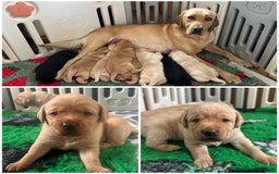 Labrador Retriever dogs for sale: 🐾🚨Litter announcement🚨🐾 - Image 1