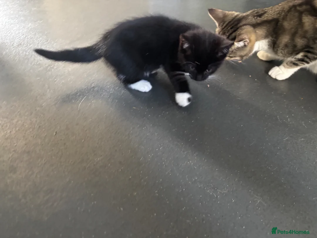 Domestic Shorthair cats for sale: 2 female kittens. - Advert 6