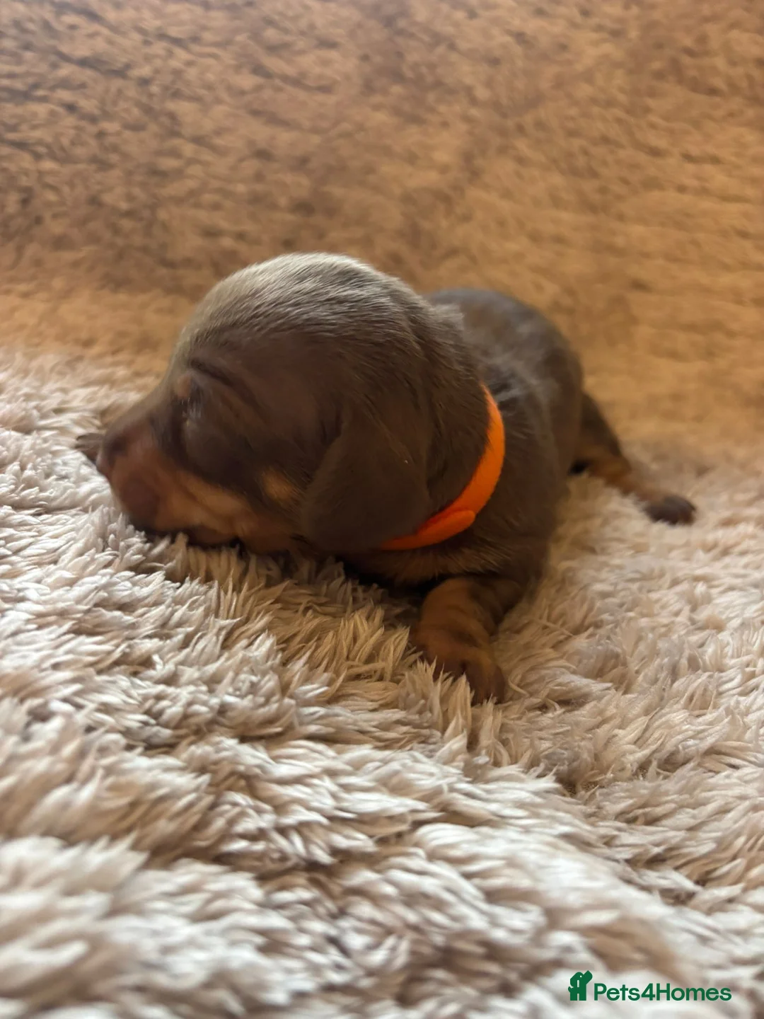 Dachshund dogs for sale: Miniature dachshund - Advert 4
