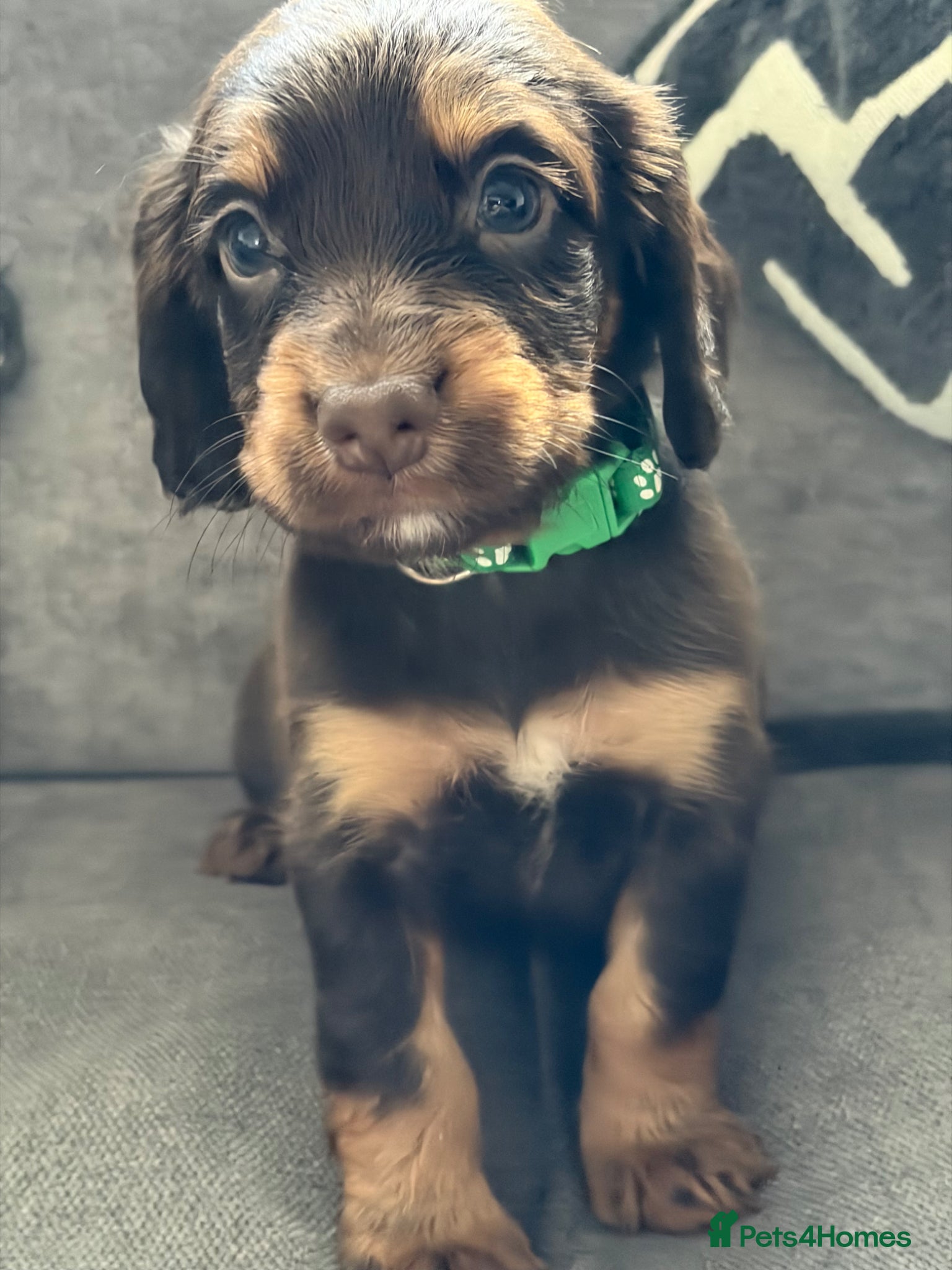 Cocker Spaniel dogs Working Cocker spaniel puppies  - Advert 16