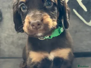 Cocker Spaniel dogs Working Cocker spaniel puppies - Advert 16