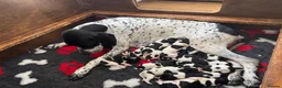 Pointer dogs for sale: English Pointers for sale  - Advert 1