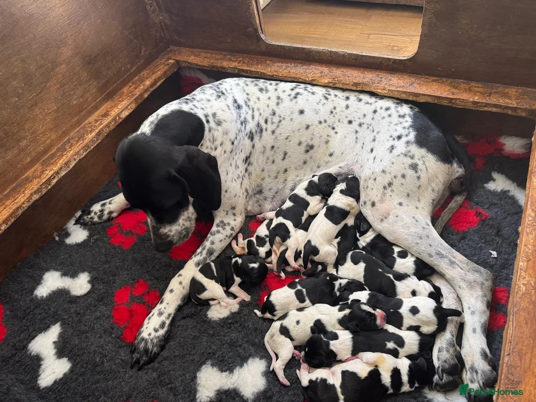 Pointer dogs for sale: English Pointers for sale  - Advert 1