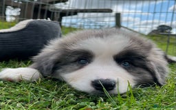 Bernese Mountain Dog dogs for sale: Stunning Chunky Bordernese Puppies - Image 25