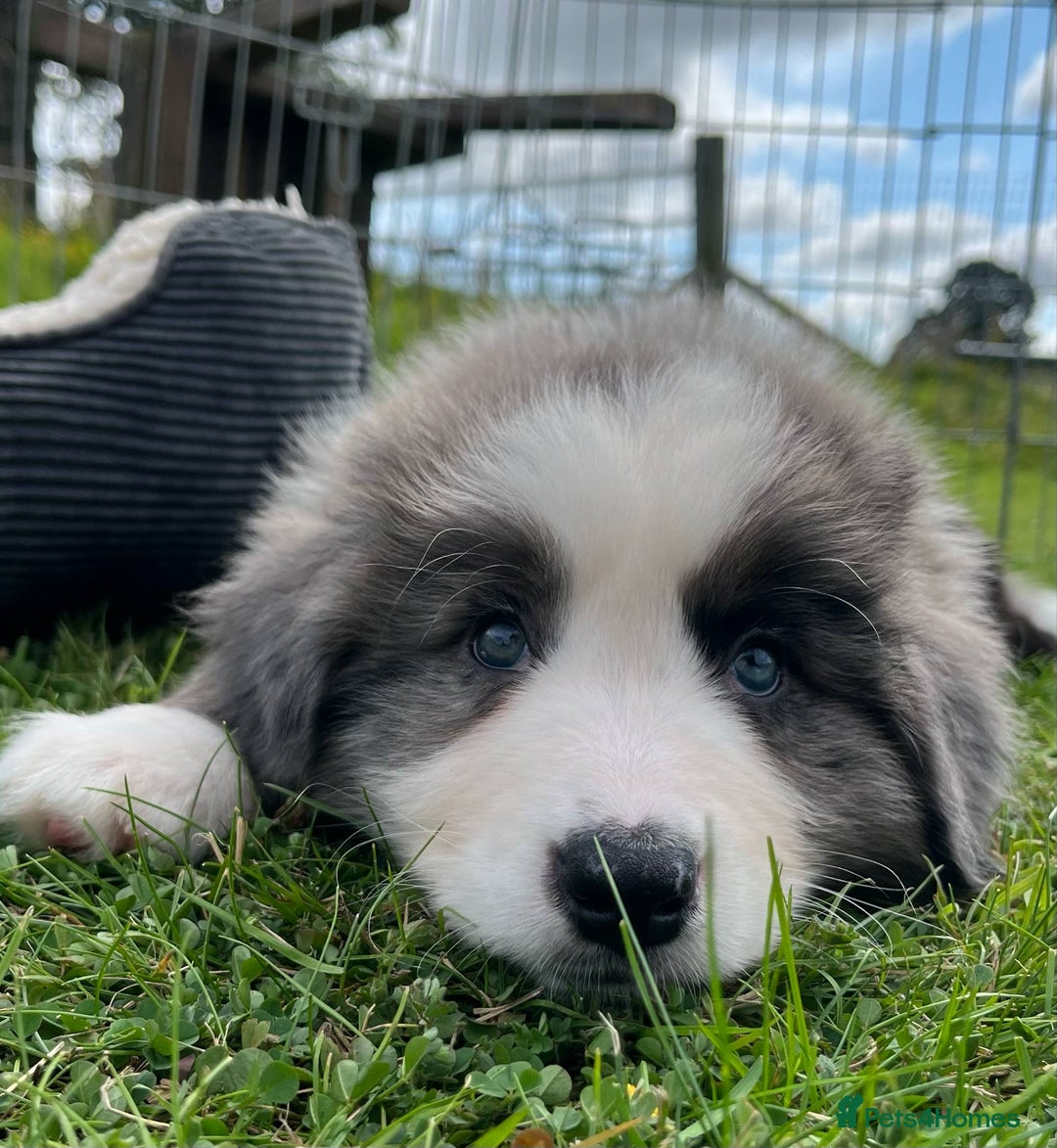 Bernese Mountain Dog dogs for sale: Stunning Chunky Bordernese Puppies - Image 25