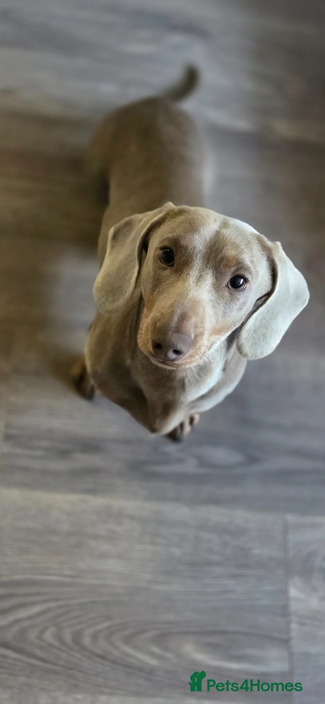 Miniature Dachshund dogs for stud: ** STUD ** Reggie-Roo  - Advert 3