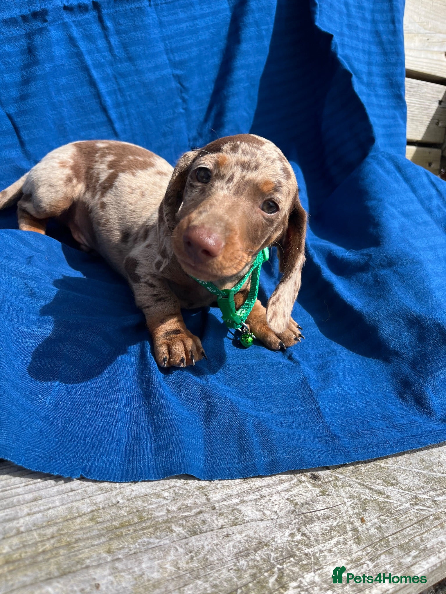 Miniature Dachshund dogs Minature smooth haired pups from pedigree parents - Advert 17