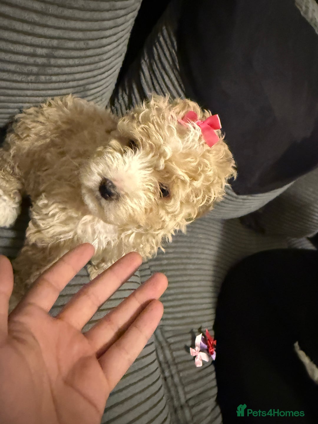 Mixed Breed dogs for sale: 4 little ones looking for a new home ❤️🩵💙 - Image 4