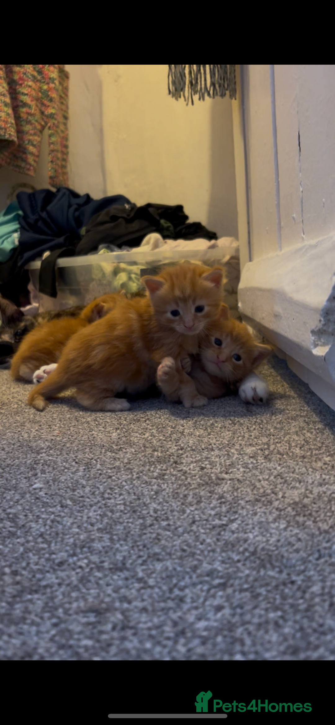 British Longhair cats for sale: Ginger British long hair male kitten - Advert 6