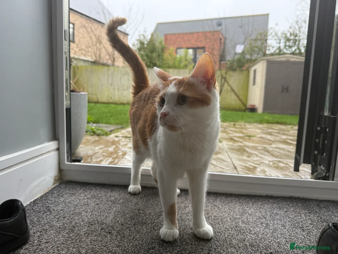 British Shorthair cats for sale: Lovely 2 years white and ginger cat - Advert 2