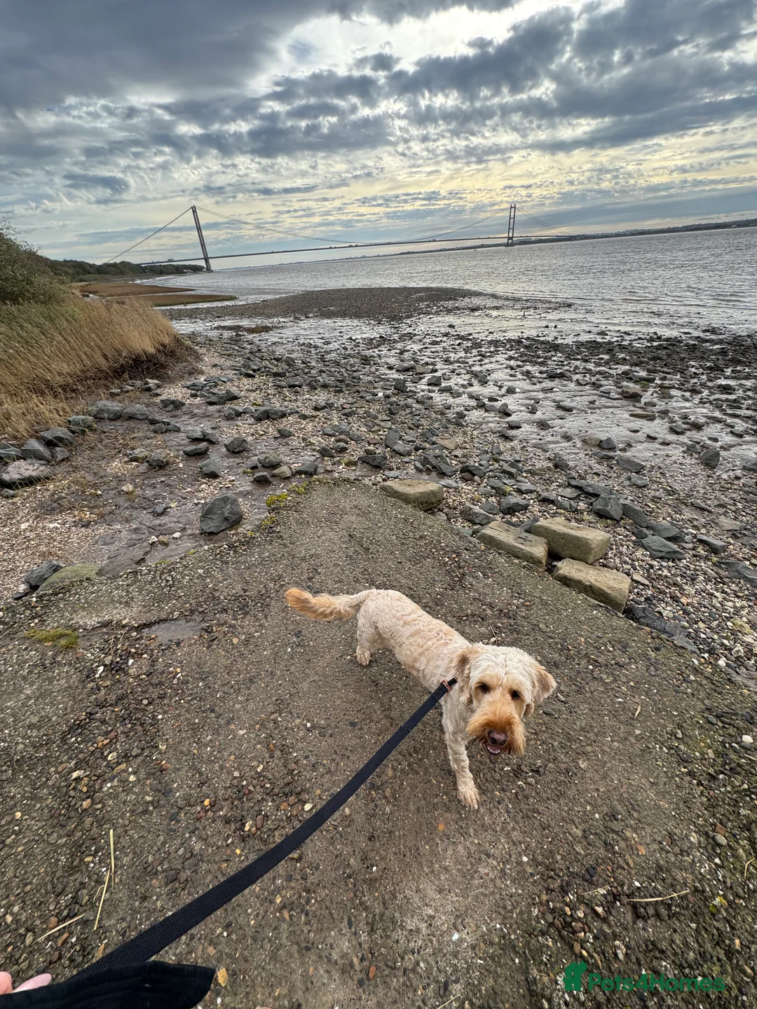 Cockapoo dogs for sale: Female cockapoo  in North Ferriby - Advert 7