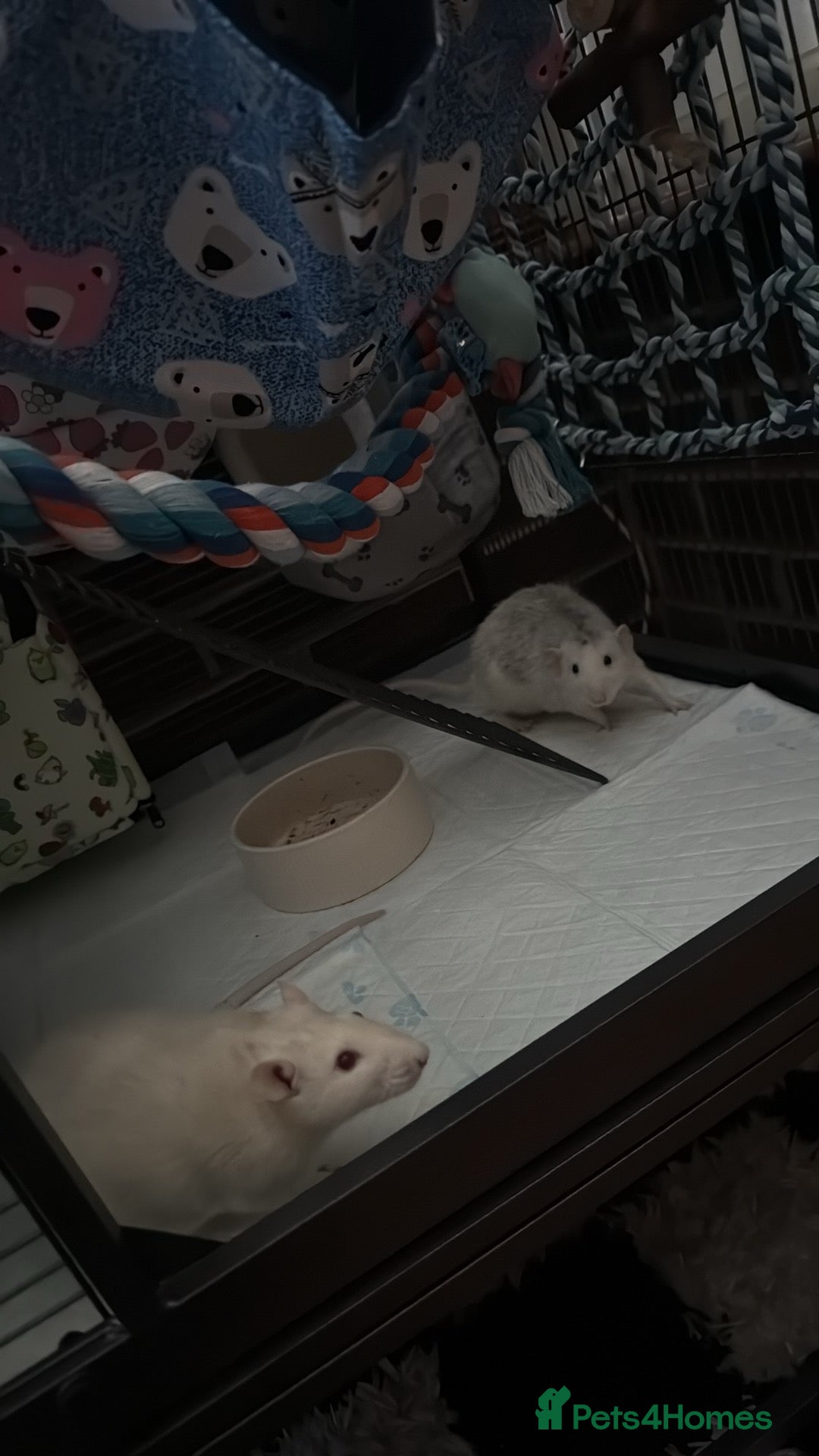 Rat rodents 3 male rats  - Advert 1