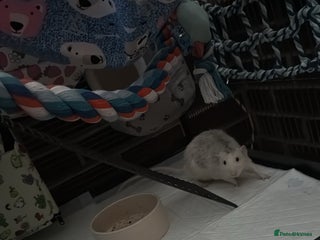 Rat rodents 3 male rats - Advert 1