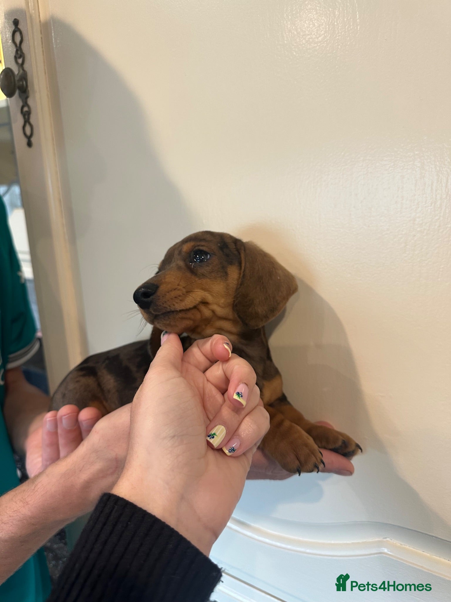 Miniature Dachshund dogs Miniature Dashounds Dapple  - Advert 2