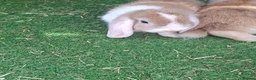 Mini Lop rabbits for sale: Mini lops in Grimsby - Advert 14