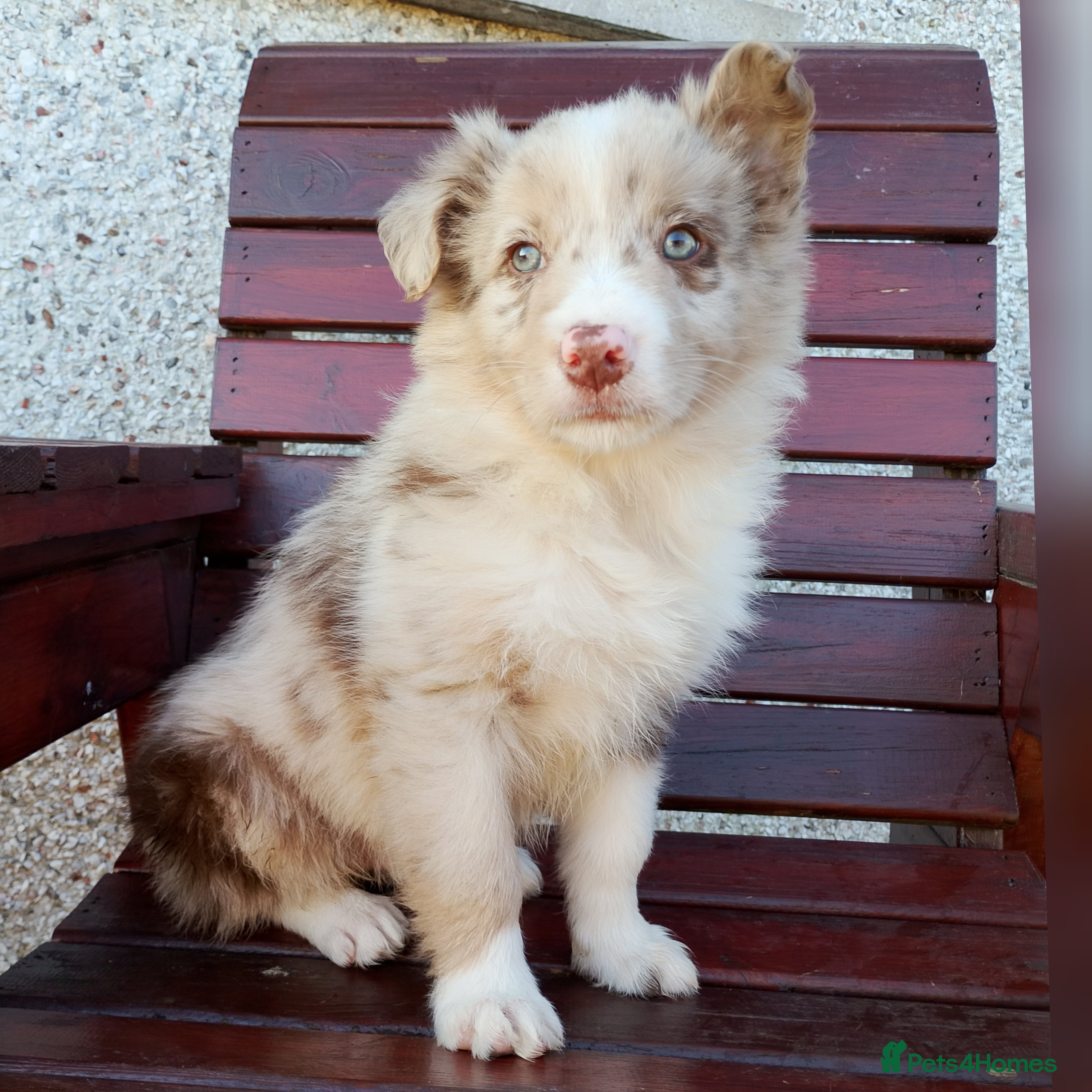 Border Collie dogs 1 Red Merle Border Collie available  - Advert 4