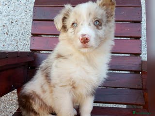 Border Collie dogs 1 Red Merle Border Collie available - Advert 8