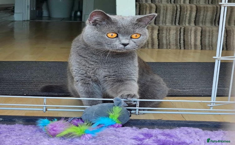 British Shorthair cats - Advert 2