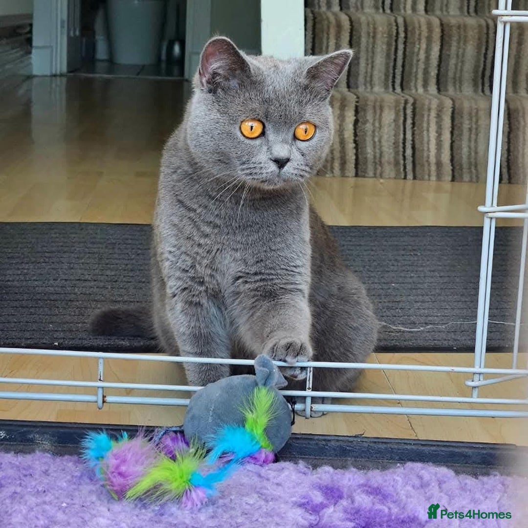 British Shorthair cats for sale: Britishshort Hair Female (Last one) ♡ - Advert 5