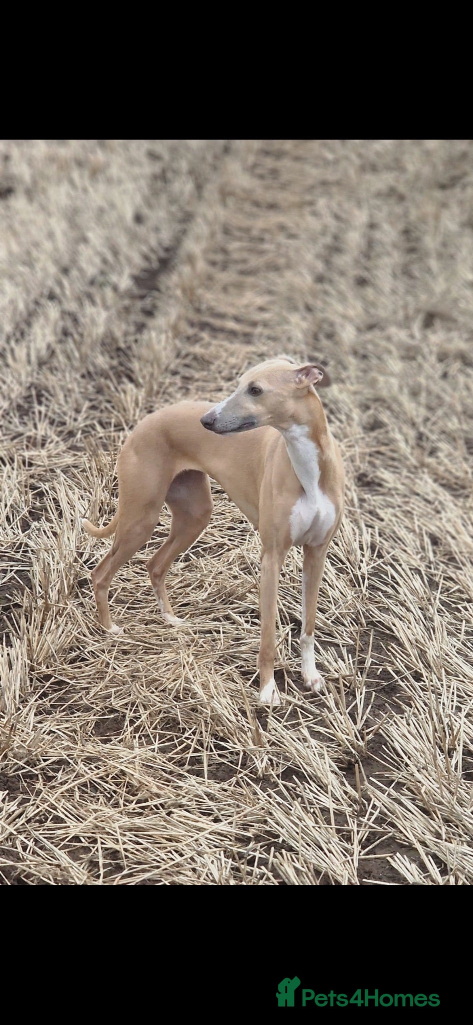 Whippet dogs Stunning Blue whippet bitch puppy for sale  - Advert 10
