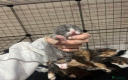 British Shorthair cats for sale: 🏆 Beautiful litter british shorthair babies 🥇  - Image 3