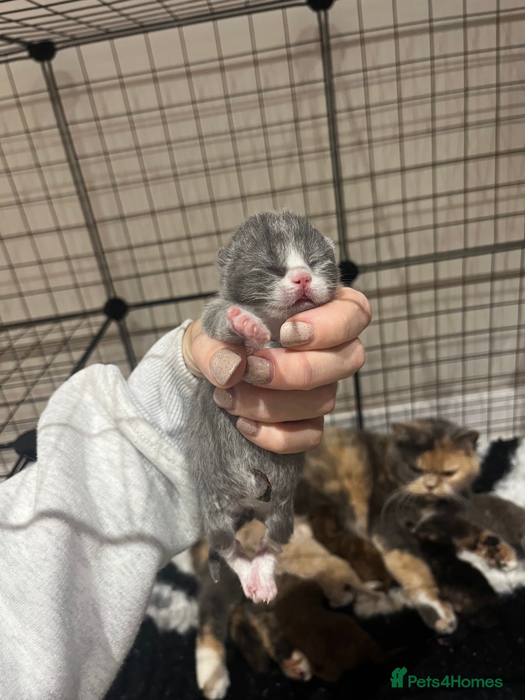 British Shorthair cats for sale: 🏆 Beautiful litter british shorthair babies 🥇  - Image 3