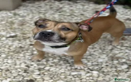 Staffordshire Bull Terrier dogs for adoption: Runt  - Image 3