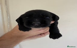 Cocker Spaniel dogs for sale: Show Type Cocker Spaniels - Image 10