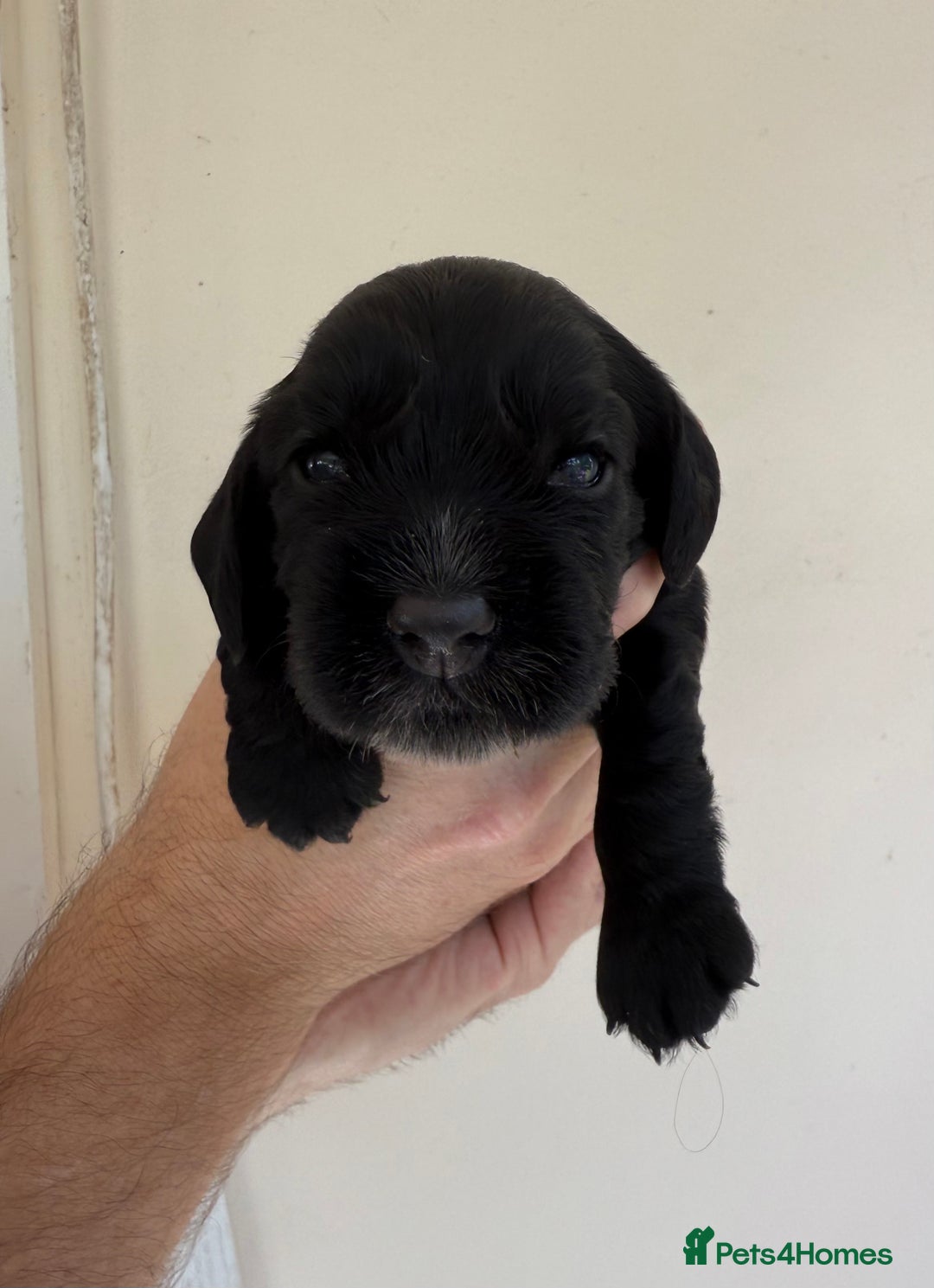 Cocker Spaniel dogs for sale: Show Type Cocker Spaniels - Image 10