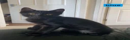 Mixed Breed cats for sale: 4 Beautiful black kittens - Advert 4