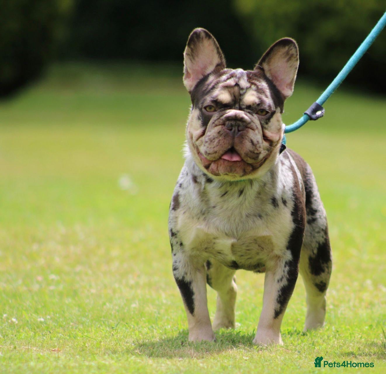 French Bulldog dogs French bulldog for stud in Basildon - Advert 17