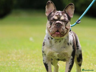 French Bulldog dogs in Basildon - Advert 12
