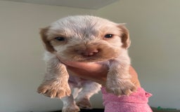 Cocker Spaniel dogs for sale: Cocker spaniel puppies for sale  - Image 14