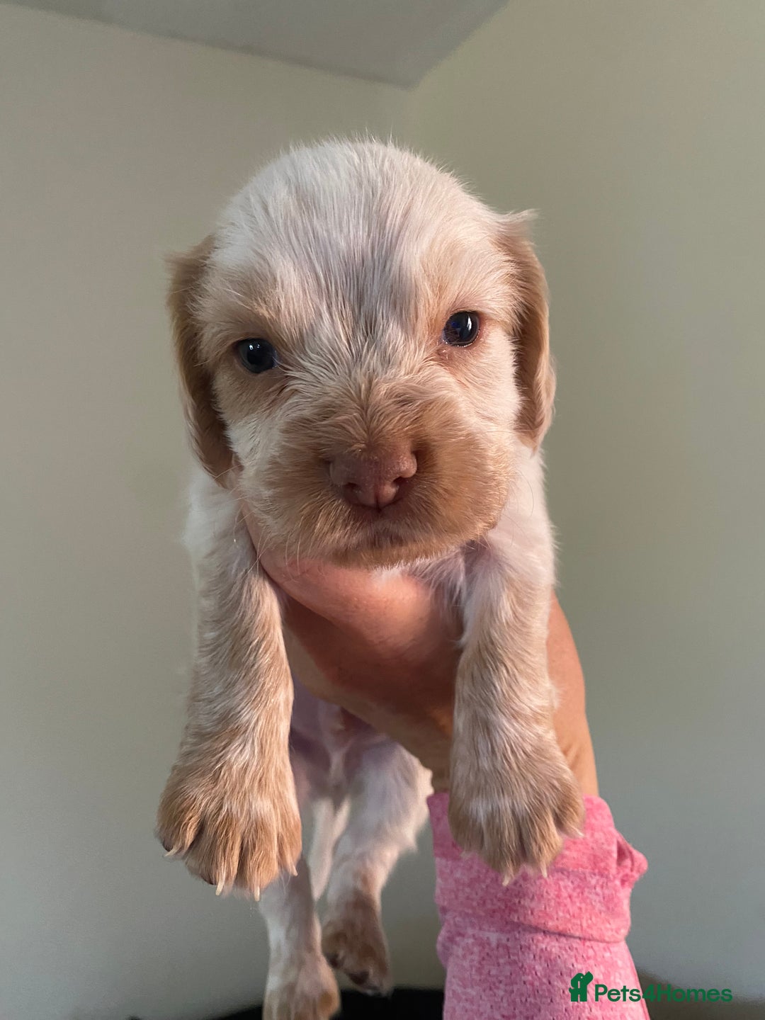 Cocker Spaniel dogs for sale: Cocker spaniel puppies for sale  - Image 14