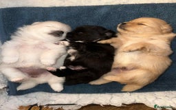 Pomeranian dogs for sale: Champion bloodline Pomeranian puppies  - Image 1