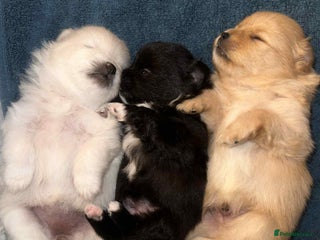 Pomeranian dogs - Advert 2