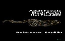 Python Snake reptiles for sale: Various Emoji Pied Ball Pythons Royal Snake  - Image 15