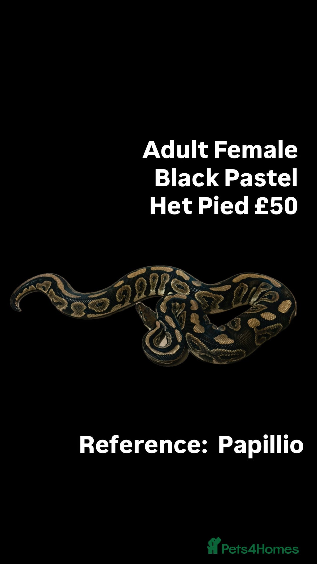 Python Snake reptiles for sale: Various Emoji Pied Ball Pythons Royal Snake  - Image 15