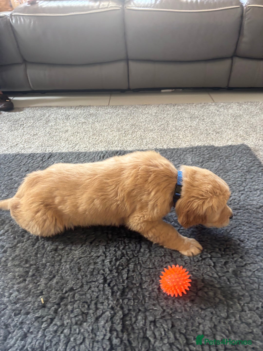 Golden Retriever dogs for sale: Beautiful Golden Retriever puppies - Image 3