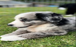 Bernese Mountain Dog dogs for sale: Stunning Chunky Bordernese Puppies - Image 8