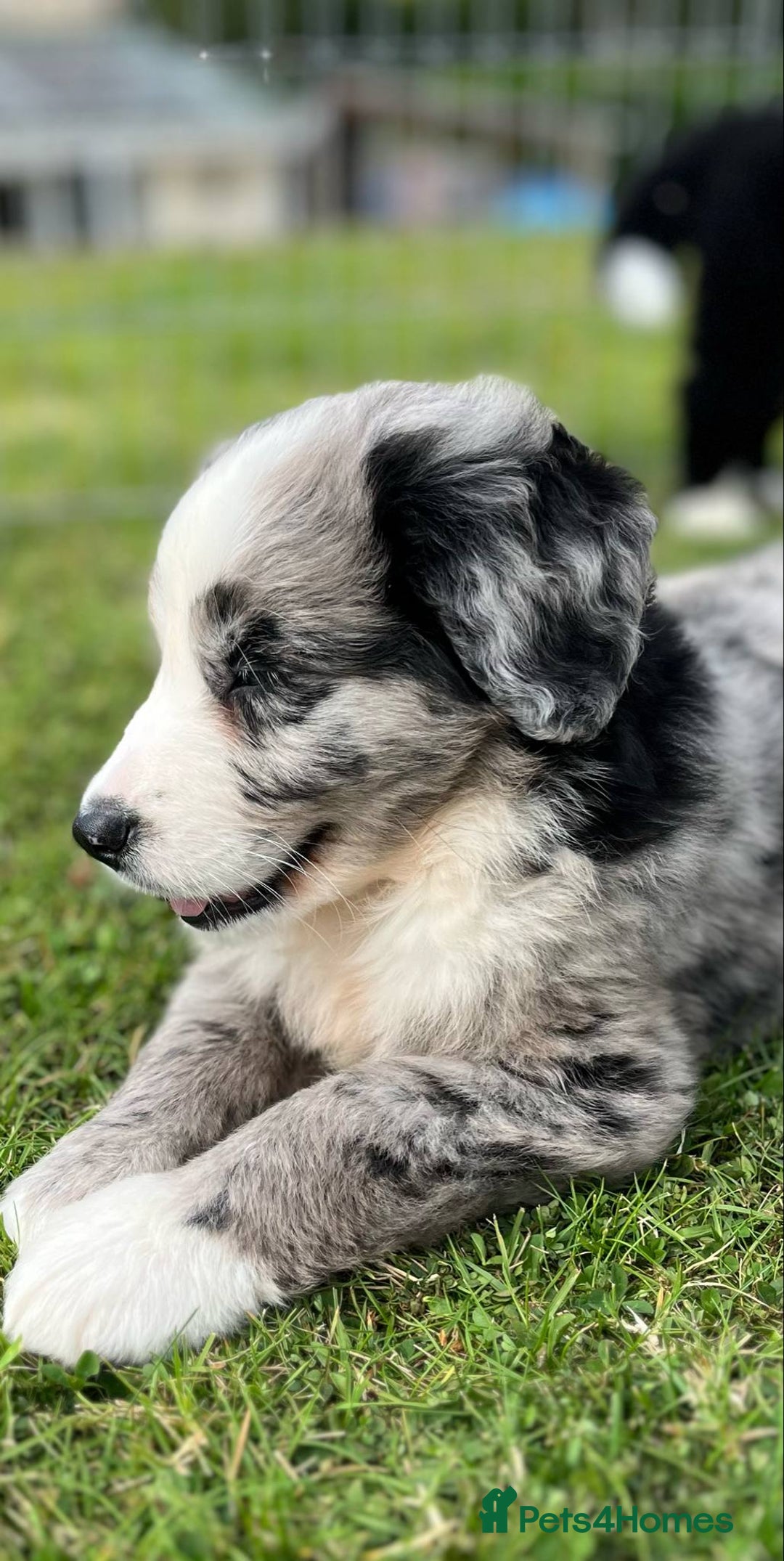 Bernese Mountain Dog dogs for sale: Stunning Chunky Bordernese Puppies - Image 8