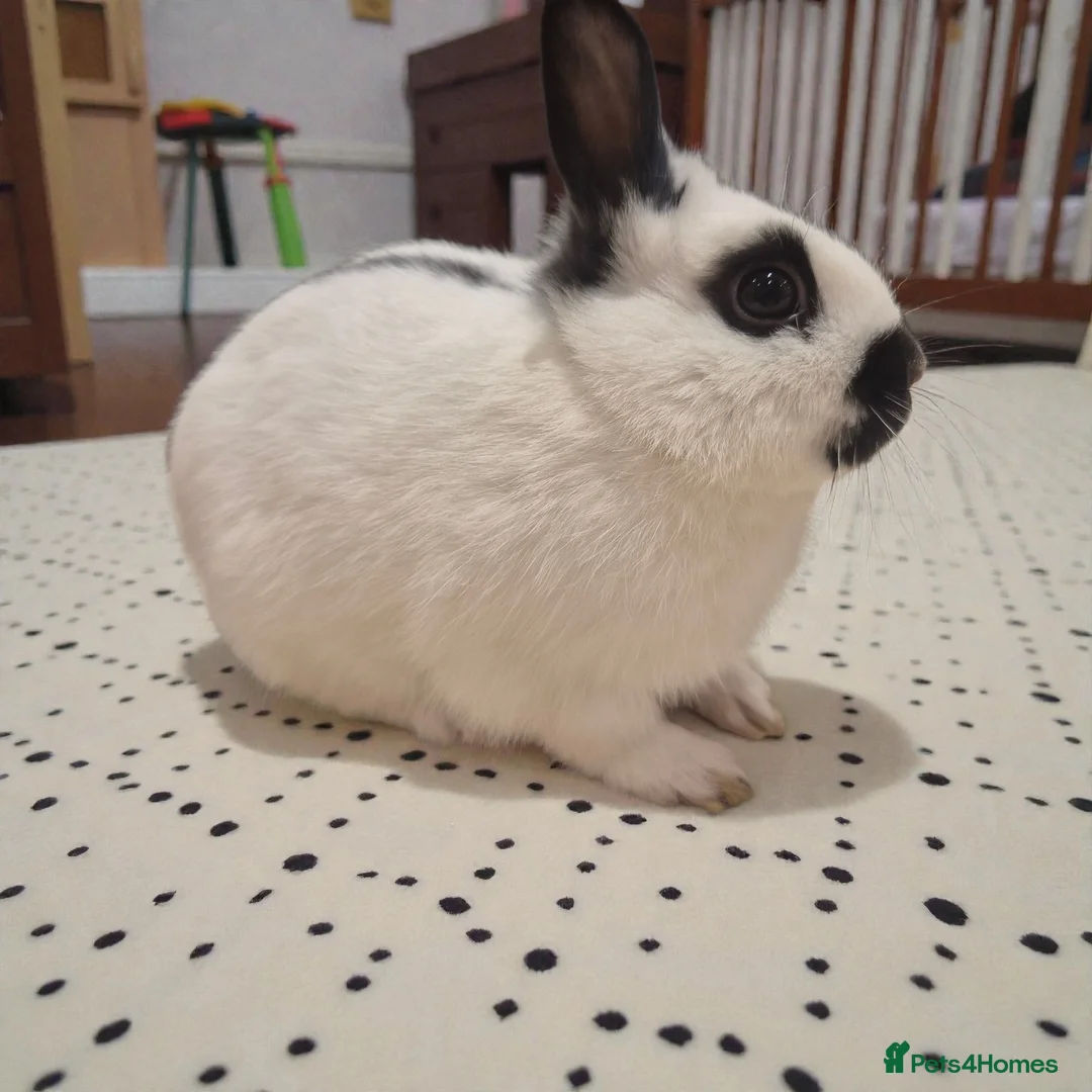 Mixed Breed rabbits for sale: 🧡dwarf papillon bunnies 🧡 - Advert 2