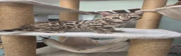 Bengal cats for sale: TICA REGISTERED BROWN ROSETTED BENGAL KITTENS  - Advert 30